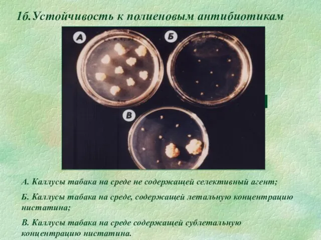1б.Устойчивость к полиеновым антибиотикам A. Каллусы табака на среде не содержащей