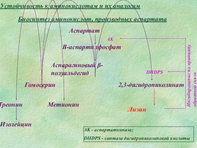 Устойчивость к аминокислотам и их аналогам