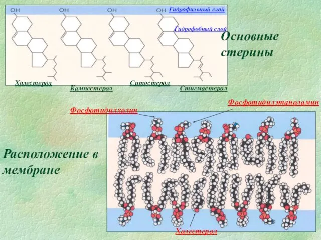 Основные стерины Расположение в мембране