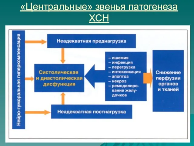 «Центральные» звенья патогенеза ХСН