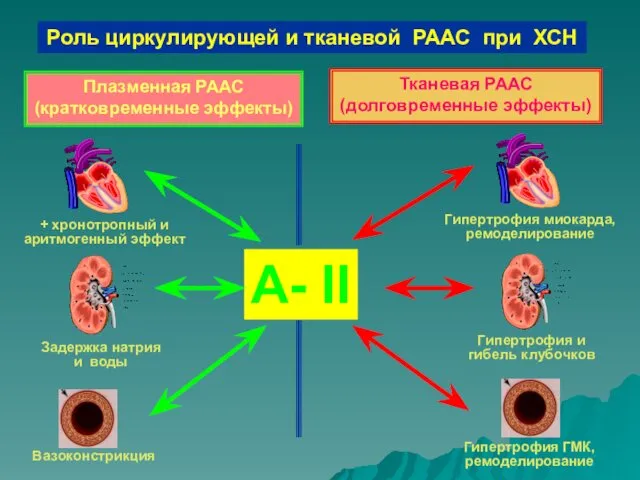 А- II + хронотропный и аритмогенный эффект Задержка натрия и воды