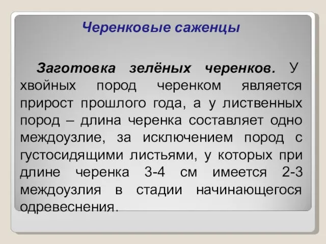 Черенковые саженцы Заготовка зелёных черенков. У хвойных пород черенком является прирост