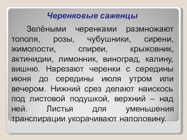 Черенковые саженцы Зелёными черенками размножают тополя, розы, чубушники, сирени, жимолости, спиреи,