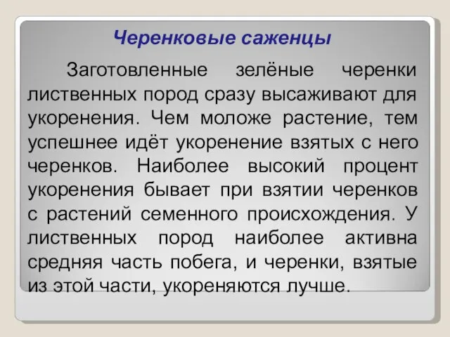 Черенковые саженцы Заготовленные зелёные черенки лиственных пород сразу высаживают для укоренения.