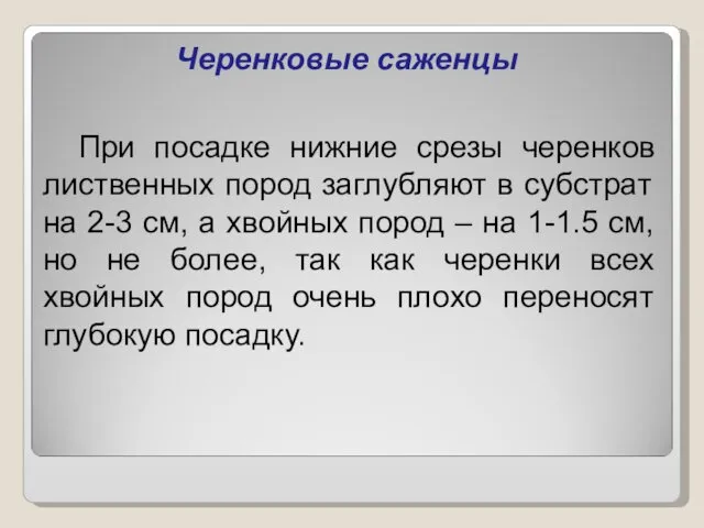 Черенковые саженцы При посадке нижние срезы черенков лиственных пород заглубляют в