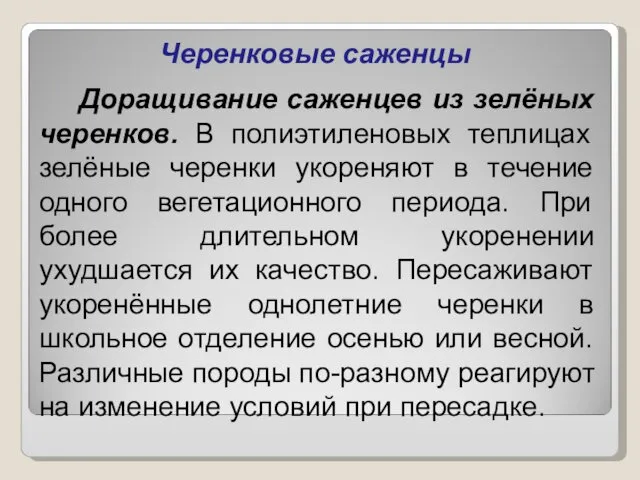 Черенковые саженцы Доращивание саженцев из зелёных черенков. В полиэтиленовых теплицах зелёные