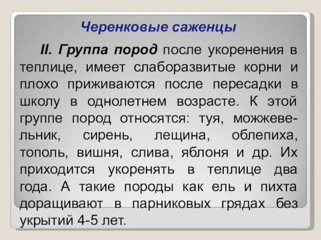 Черенковые саженцы II. Группа пород после укоренения в теплице, имеет слаборазвитые