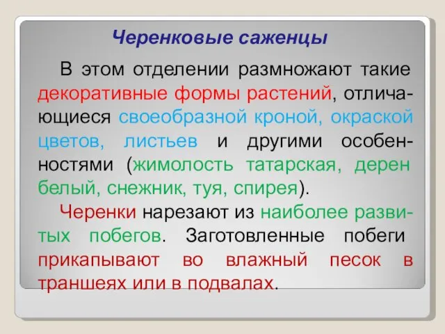 Черенковые саженцы В этом отделении размножают такие декоративные формы растений, отлича-ющиеся