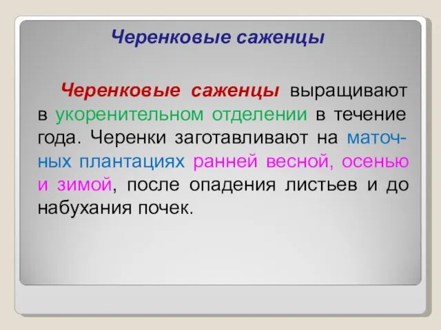 Черенковые саженцы Черенковые саженцы выращивают в укоренительном отделении в течение года.