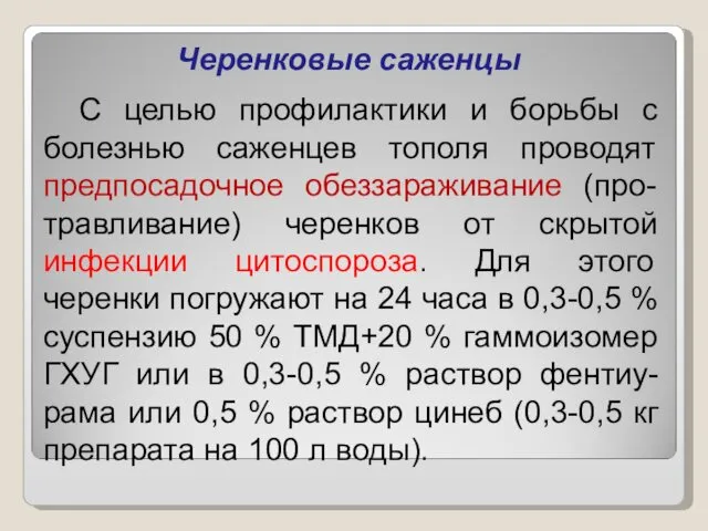 Черенковые саженцы С целью профилактики и борьбы с болезнью саженцев тополя