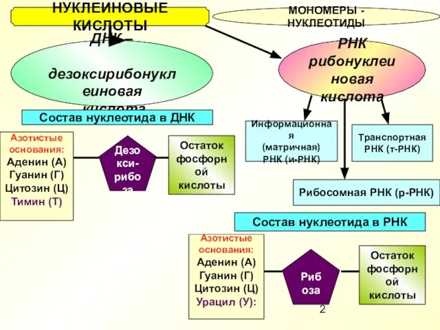 НУКЛЕИНОВЫЕ КИСЛОТЫ МОНОМЕРЫ - НУКЛЕОТИДЫ ДНК – дезоксирибонуклеиновая кислота РНК рибонуклеиновая