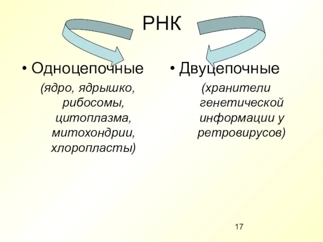 РНК Одноцепочные (ядро, ядрышко, рибосомы, цитоплазма, митохондрии, хлоропласты) Двуцепочные (хранители генетической информации у ретровирусов)