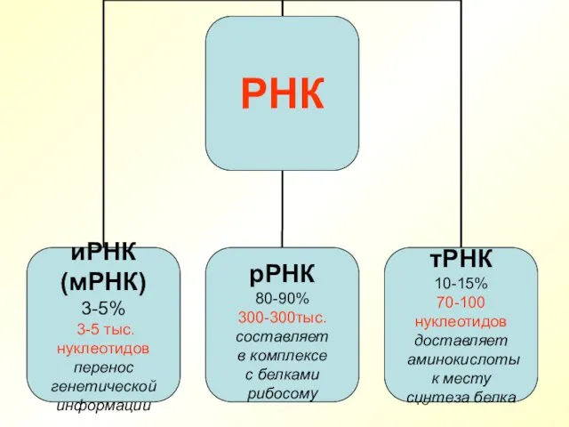 РНК