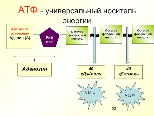 АТФ - универсальный носитель энергии Остаток фосфорной кислоты Рибоза Азотистое основание