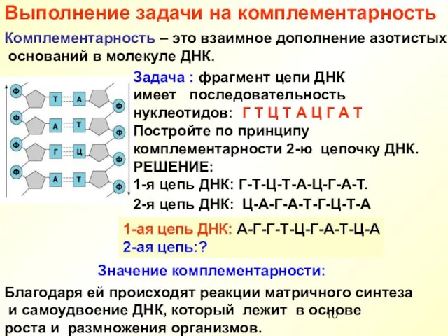 Выполнение задачи на комплементарность Комплементарность – это взаимное дополнение азотистых оснований