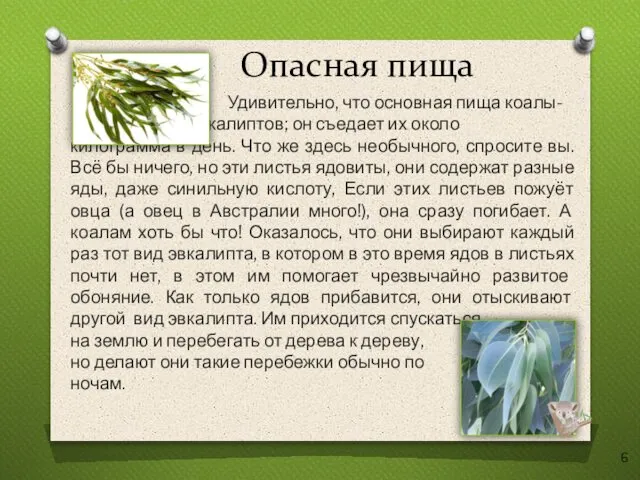 Опасная пища Удивительно, что основная пища коалы- листья эвкалиптов; он съедает