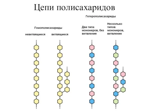 Цепи полисахаридов