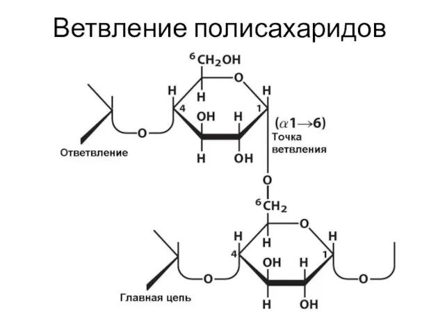 Ветвление полисахаридов