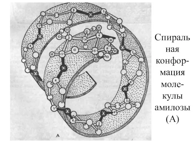 Спиральная конфор-мация моле-кулы амилозы (А)
