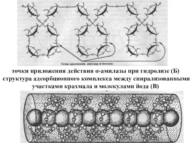 точки приложения действия α-амилазы при гидролизе (Б) структура адсорбционного комплекса между