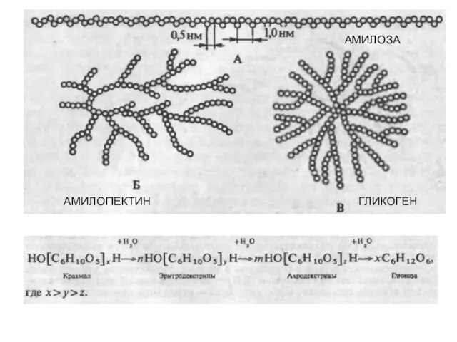 АМИЛОПЕКТИН ГЛИКОГЕН АМИЛОЗА