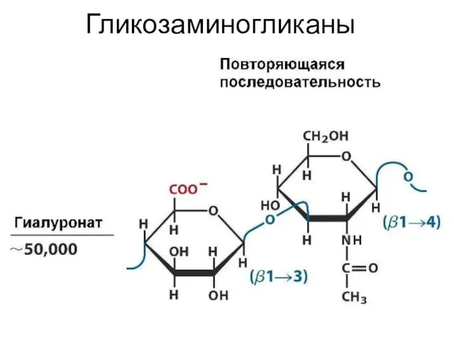 Гликозаминогликаны