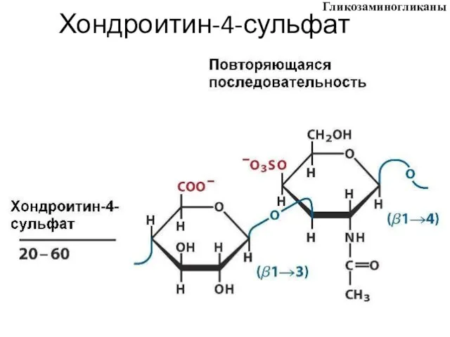 Хондроитин-4-сульфат Гликозаминогликаны