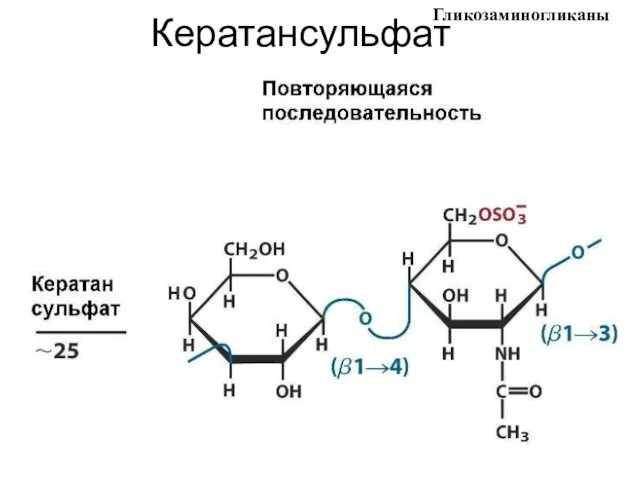 Кератансульфат Гликозаминогликаны