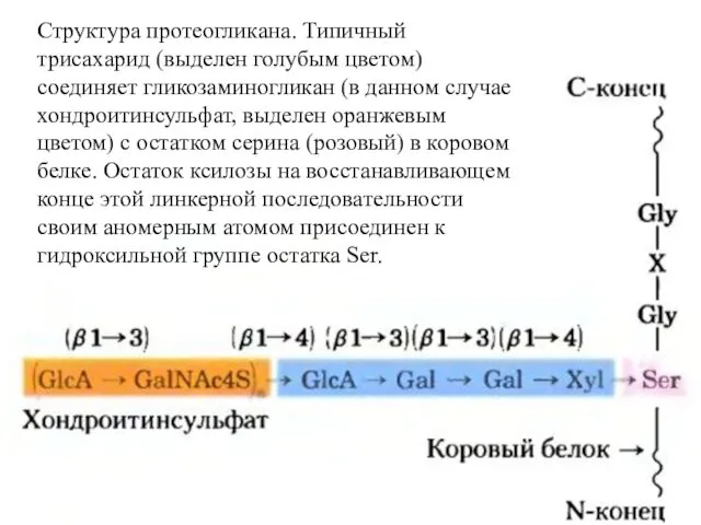 Структура протеогликана. Типичный трисахарид (выделен голубым цветом) соединяет гликозаминогликан (в данном