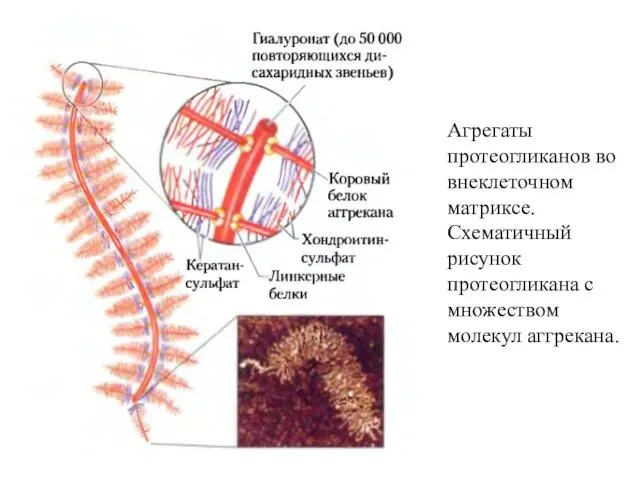 Агрегаты протеогликанов во внеклеточном матриксе. Схематичный рисунок протеогликана с множеством молекул аггрекана.