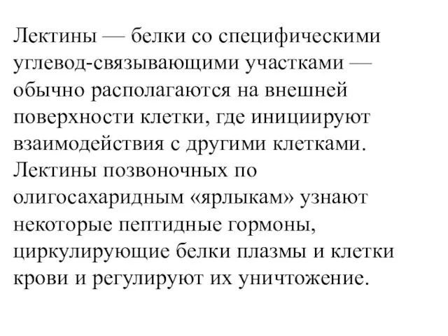 Лектины — белки со специфическими углевод-связывающими участками — обычно располагаются на