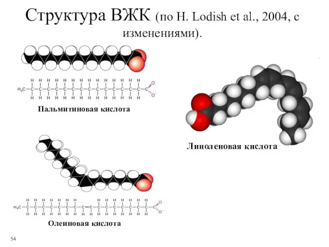 Структура ВЖК (по H. Lodish et al., 2004, с изменениями). Пальмитиновая кислота Олеиновая кислота Линоленовая кислота