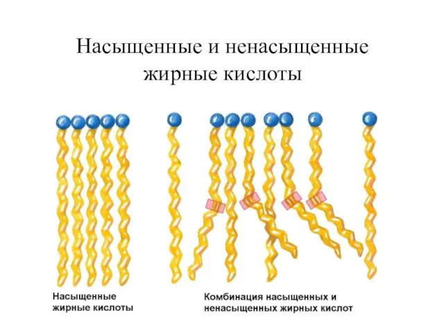 Насыщенные и ненасыщенные жирные кислоты