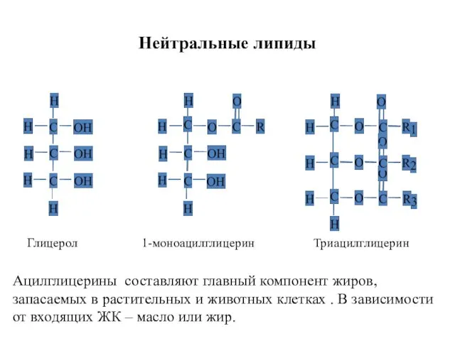 Нейтральные липиды Глицерол 1-моноацилглицерин Триацилглицерин Ацилглицерины составляют главный компонент жиров, запасаемых