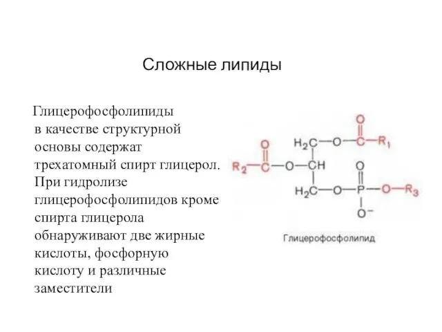 Глицерофосфолипиды в качестве структурной основы содержат трехатомный спирт глицерол. При гидролизе