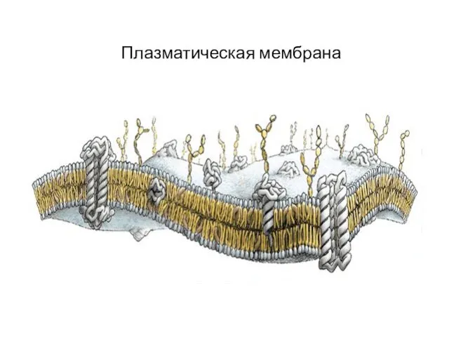 Плазматическая мембрана