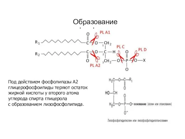 Образование лизофосфолипидов Под действием фосфолипазы А2 глицерофосфоипиды теряют остаток жирной кислоты