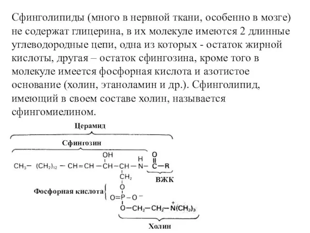 Сфинголипиды (много в нервной ткани, особенно в мозге) не содержат глицерина,