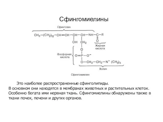 Сфингомиелины Это наиболее распространенные сфинголипиды. В основном они находятся в мембранах