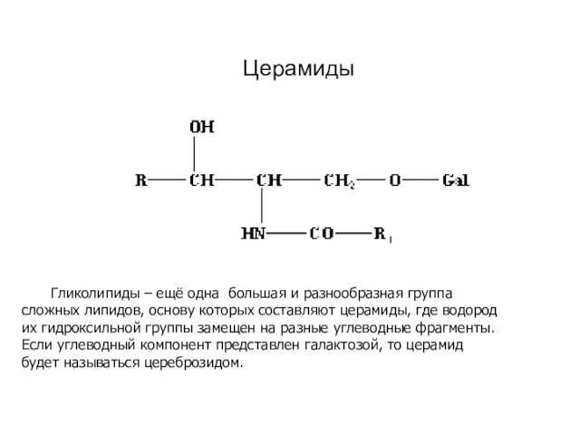Церамиды Гликолипиды – ещё одна большая и разнообразная группа сложных липидов,