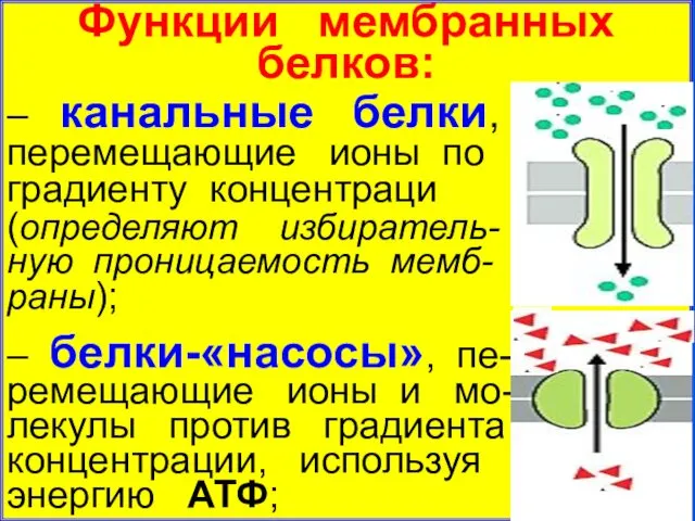 Ионы против градиента концентрации. Роль мембранных белков насосы. Белки насосы. Канальная функция белков. Белок канал и белок насос.