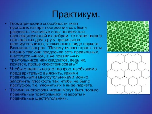 Практикум. Геометрические способности пчел проявляются при построении сот. Если разрезать пчелиные