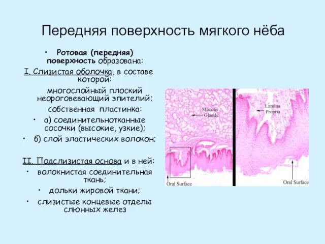 Передняя поверхность мягкого нёба Ротовая (передняя) поверхность образована: I. Слизистая оболочка,