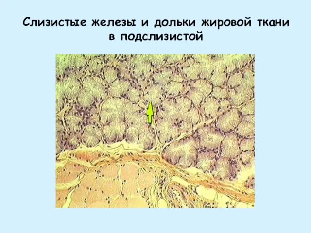 Слизистые железы и дольки жировой ткани в подслизистой