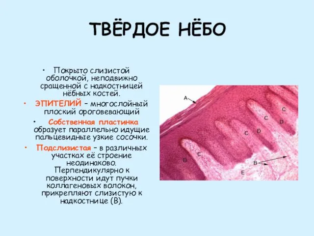 ТВЁРДОЕ НЁБО Покрыто слизистой оболочкой, неподвижно сращенной с надкостницей нёбных костей.