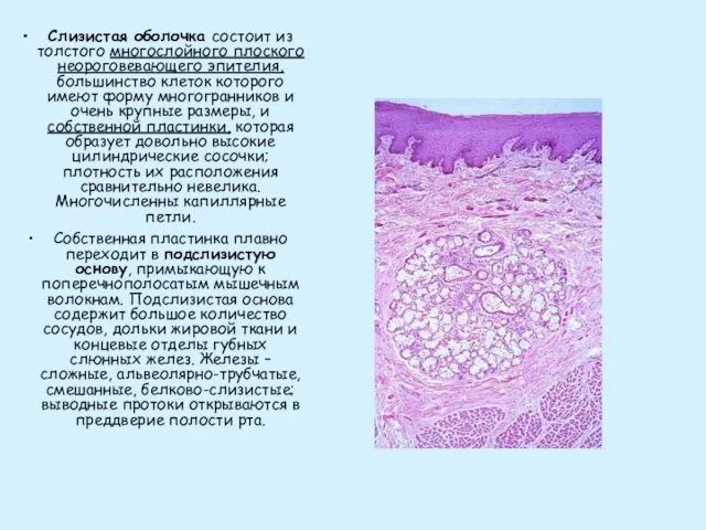 Слизистая оболочка состоит из толстого многослойного плоского неороговевающего эпителия, большинство клеток