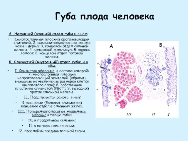 Губа плода человека А. Наружный (кожный) отдел губы и в нём: