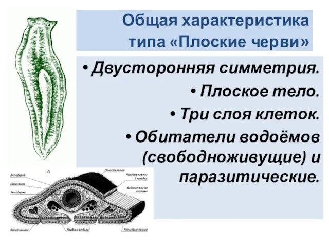 Общая характеристика типа «Плоские черви» Двусторонняя симметрия. Плоское тело. Три слоя