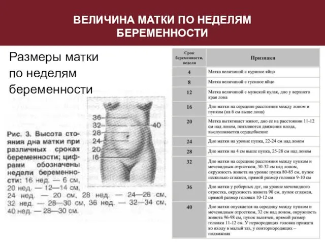 ВЕЛИЧИНА МАТКИ ПО НЕДЕЛЯМ БЕРЕМЕННОСТИ Размеры матки по неделям беременности