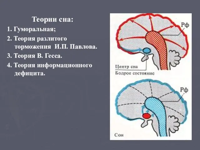 Теории сна: 1. Гуморальная; 2. Теория разлитого торможения И.П. Павлова. 3.